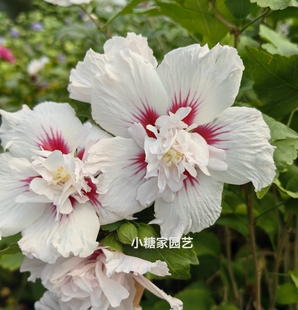 中国雪纺 重瓣白色红心牡丹型食用木槿花苗 耐热耐寒四季开花盆栽