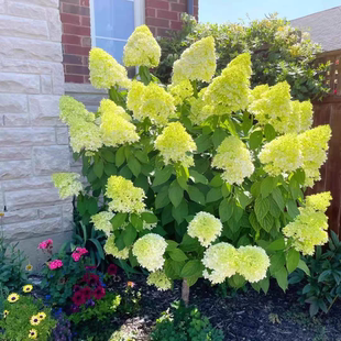 超耐寒圆锥绣球石灰灯花苗室外木本花卉盆栽别墅庭院花镜植物耐热