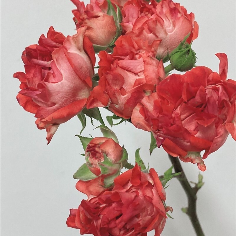 新品系列总汇 朱红海葵朱砂海葵 浓香月季灌木丰花阳台盆栽花卉