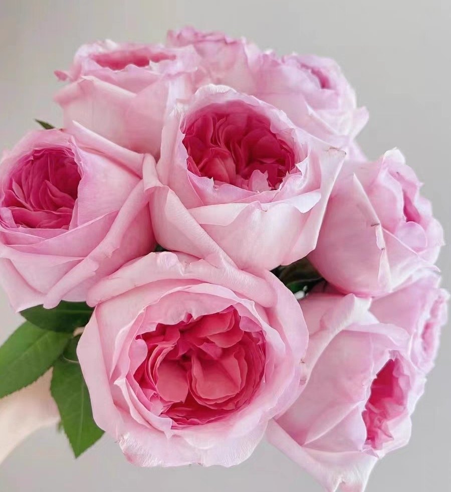 杨玉环扦插苗 大花浓香粉色庭院阳台盆栽四季开花玫瑰花苗