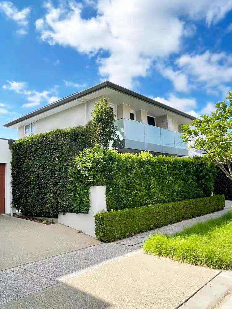 庭院绿篱植物冬青树苗四季常青篱笆围墙直立北海道大叶黄杨苗耐寒