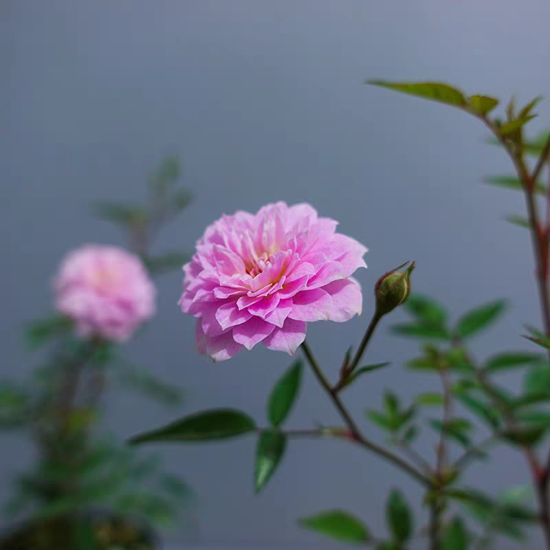 迷你月季月瞳小巧且多季开花