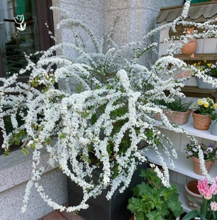 特价喷雪花特大苗庭院花园耐寒耐热地栽易养雪柳多年生盆栽花卉