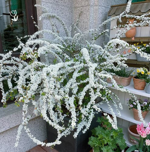 多年生重瓣喷雪花观花植物庭院