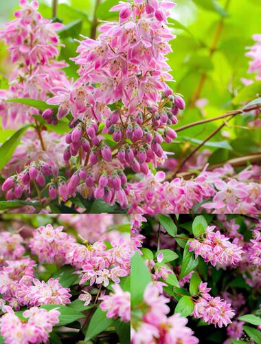 溲疏草莓田冰生雪樱花爱丽丝