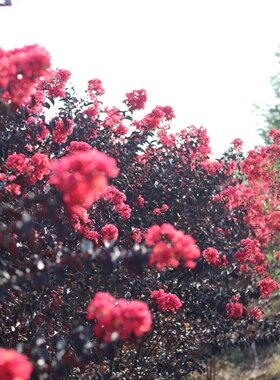 日本进口姬紫薇 日本宫粉黑钻素材盆景绿植禅意矮生多灌木耐寒热