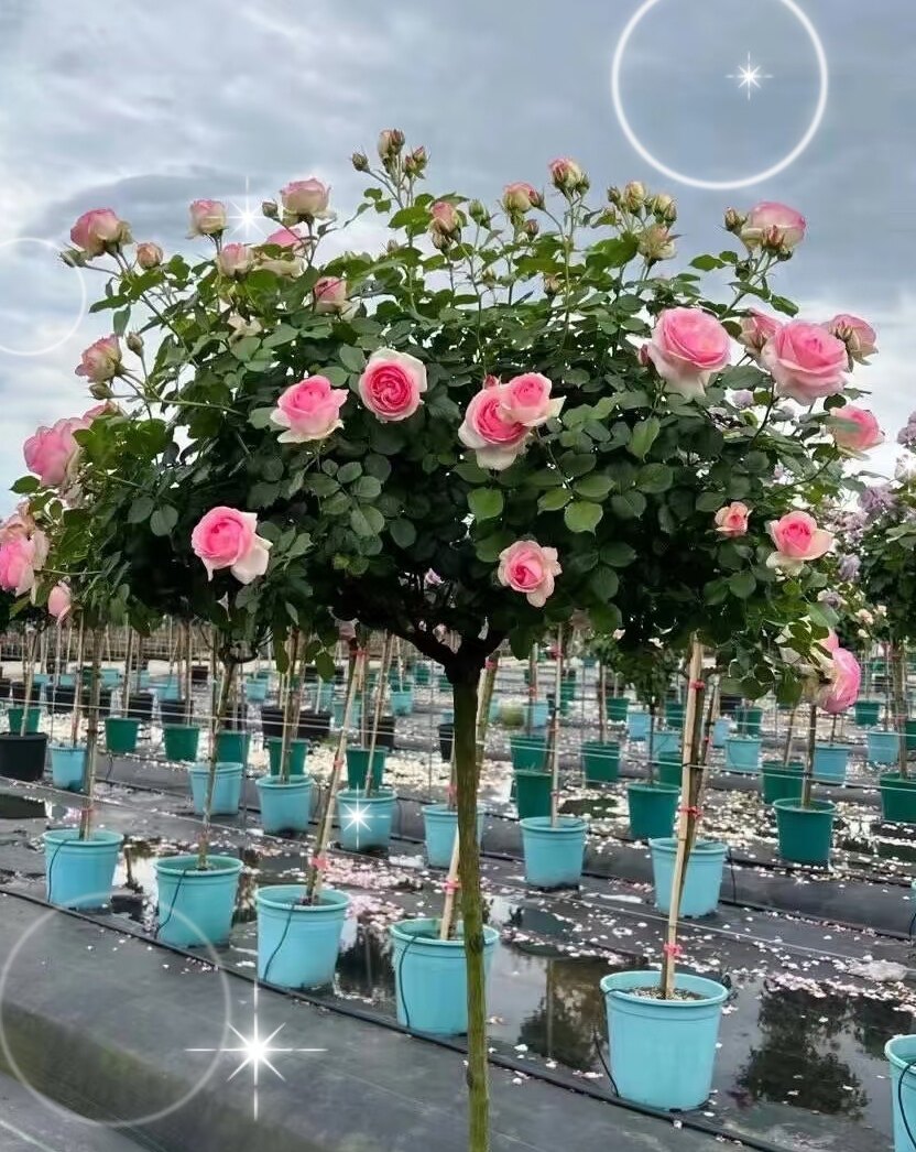 粉色龙沙宝石棒棒糖树桩月季花苗花朵粉白渐变花阳台庭院盆栽
