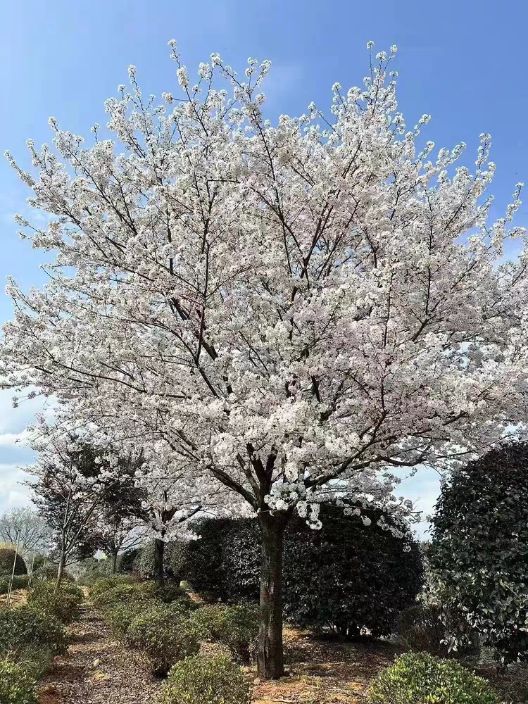 染井吉野早樱树苗盆栽庭院花卉绿植物高杆东京樱花园风景大树苗