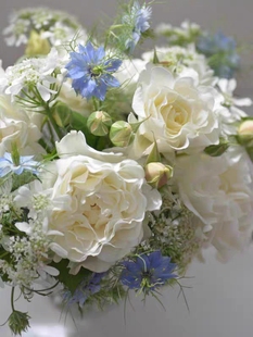 奶油泡芙雪野一梦月季花苗盆栽阳台四季特大花浓香玫瑰花苗耐寒旱