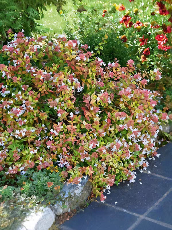 六道木万花筒盆栽庭院多年生耐寒耐热花卉常绿矮生花镜造景绿植物