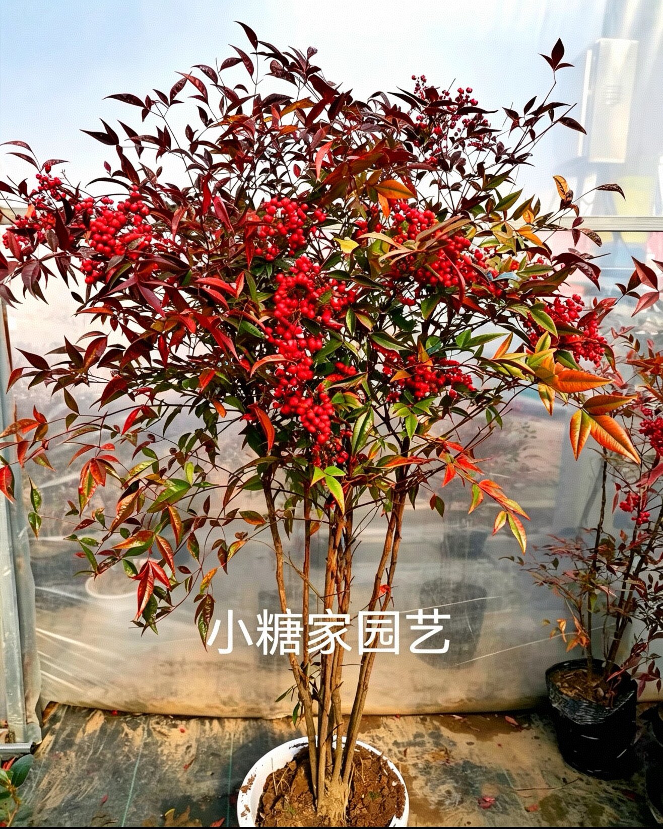 火焰蓝天竹庭院盆景苗