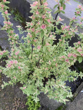 绣线菊“粉霜”多规格成苗经典彩叶观花耐寒耐热阳台庭院植物