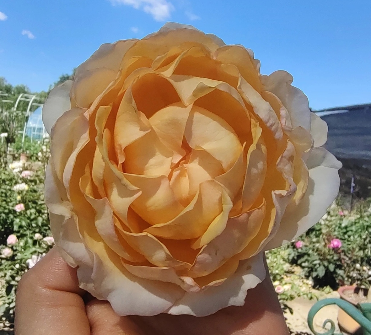 新品 象牙伊芙伯爵 浓香月季花苗绿植花卉玫瑰阳台庭院盆栽