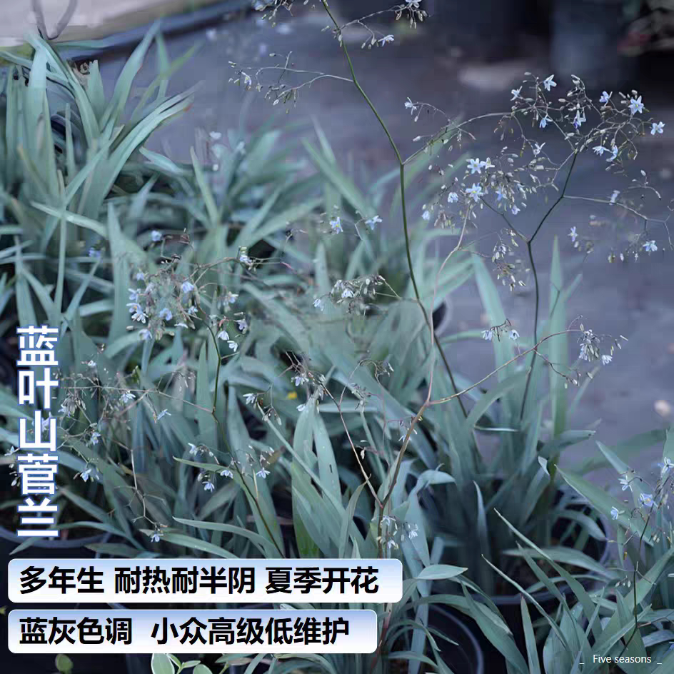【高级小众 】蓝叶山菅兰乌托邦 多年生耐热高级小众好养两广推荐