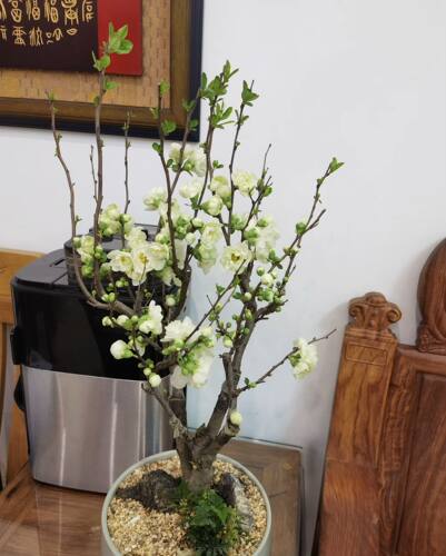 绿宝石海棠花盆景重瓣老桩