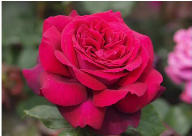 红色月季总汇暗夜芬芳adr品种浓香大花玫瑰四季盆栽