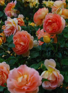 藤本月季花苗 帕特奥斯汀 橙色玫瑰阳台盆栽花卉植物