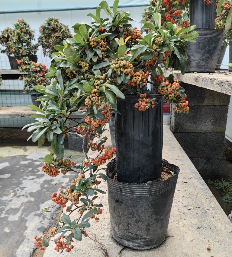 悬崖造型老桩垂吊火棘盆栽满堂红室内客厅阳台外花卉绿植观果植物,鲜花速递/花卉仿真/绿植园艺,时令草本花卉,淘宝优惠券,粉丝福利购,淘宝优惠卷