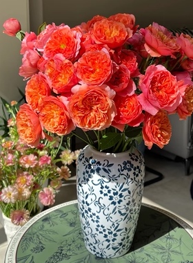 新品微型月季 杏色果汁阳台月季橙色微月丰花勤花原土原盆发货