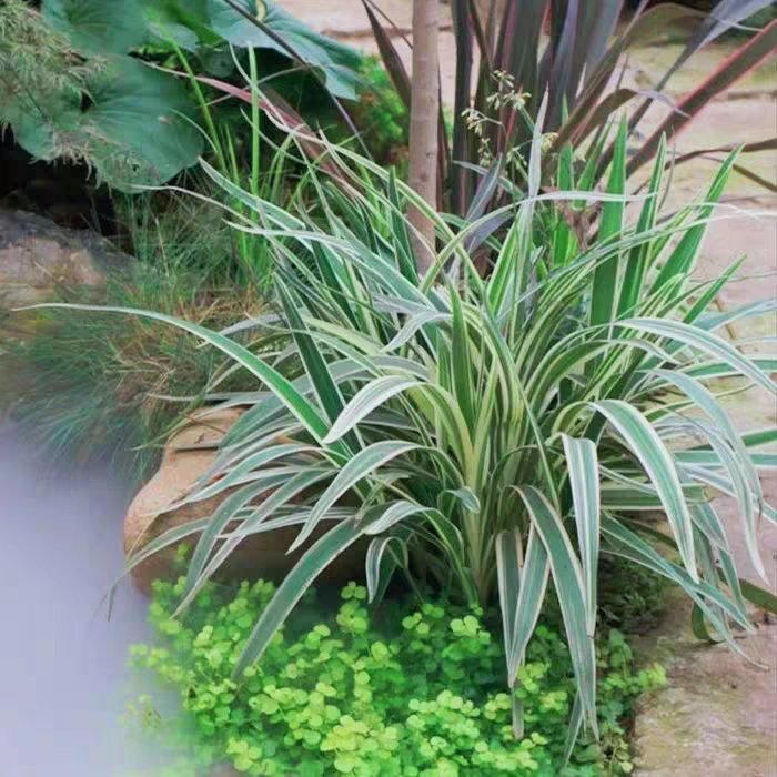 花叶山菅兰 银边山菅兰 庭院阳台多年生观叶植物园耐热耐阴常绿