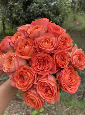 新品 橙色之光 进口玫瑰大花直立切花多季开花庭院阳台月季苗