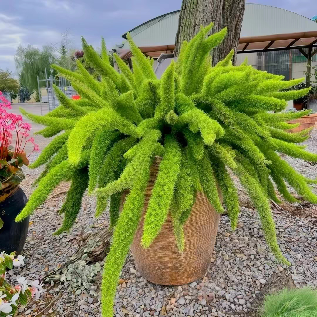 狐尾天门冬盆栽苗花卉庭院阳台多年生常绿蔓性草本垂吊花卉绿植物