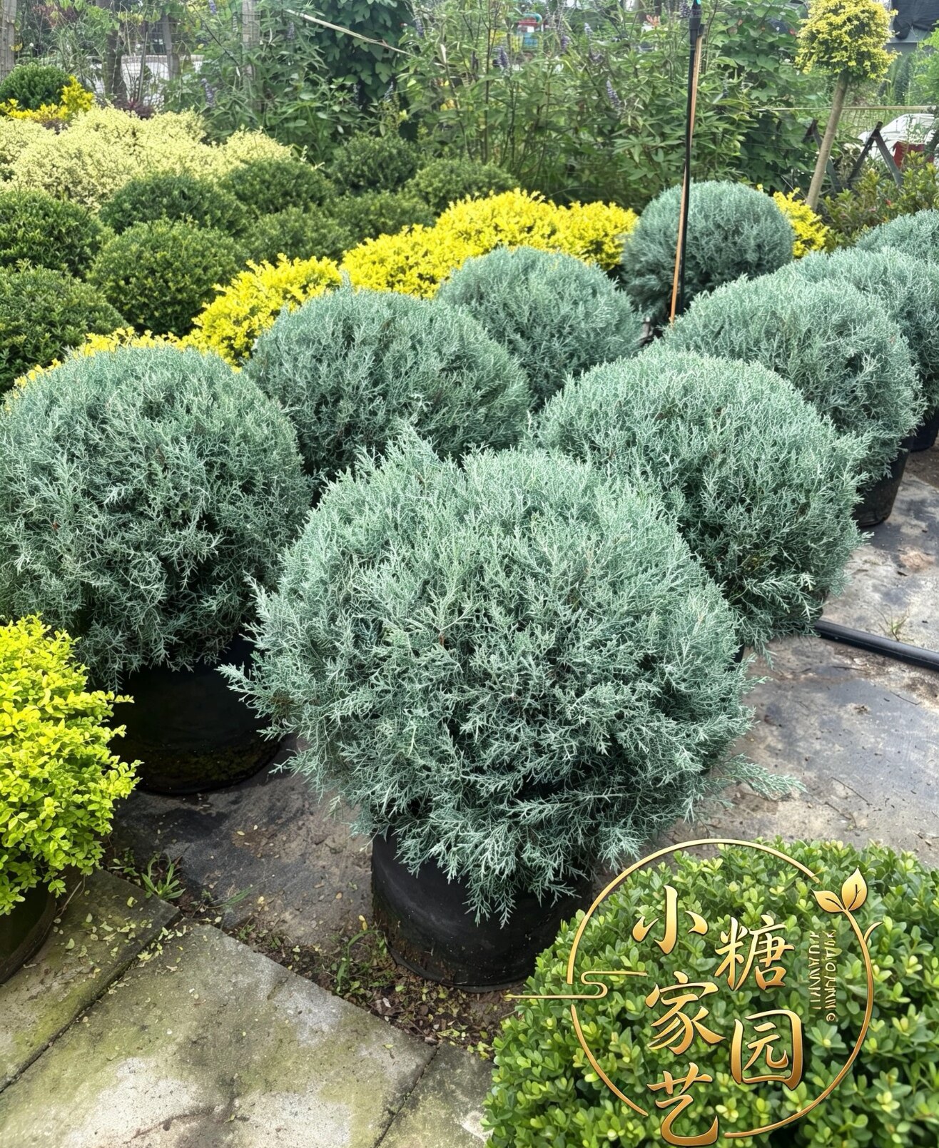 蓝冰柏圆球盆栽耐寒耐晒四季常青庭院造景花镜植物阳台户外绿植