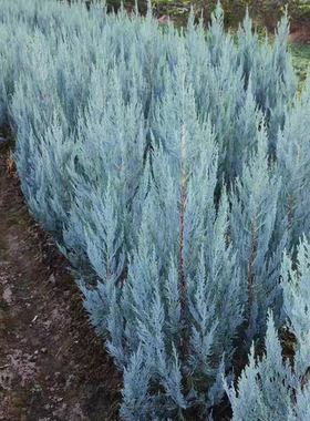 花境植物总汇蓝色天堂“blue heaven”针叶柏树蓝色直立观叶植物