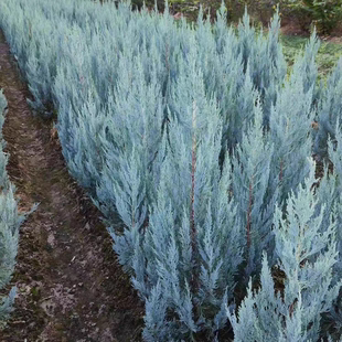 heaven 针叶柏树蓝色直立观叶植物 blue 花境植物总汇蓝色天堂