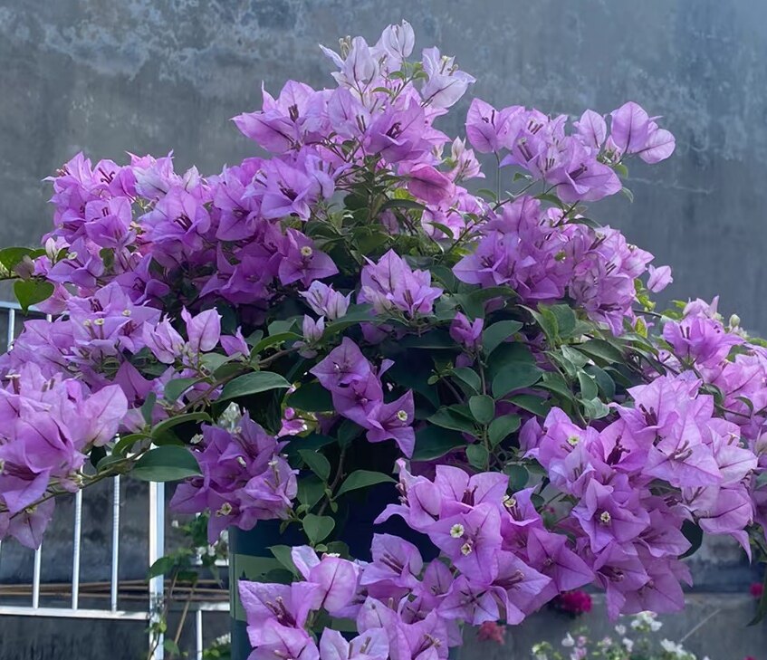 马斯雪紫三角梅盆栽爬藤植物四季耐热庭院阳台室内观花卉盆景