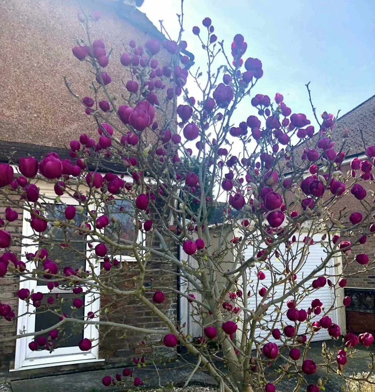 郁金香玉兰花树苗黑紫色带花苞盆栽庭院别墅大树耐寒花卉多季开花