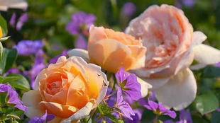 超新品 百香果 德国月季热带水果浓香 完全四季花 株型小 长势慢