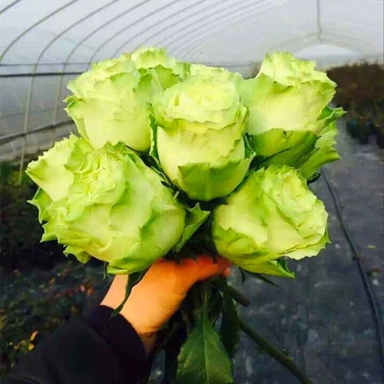 若菜 扦插中苗 绿色切花耐热耐开庭院盆栽灌木切花月季