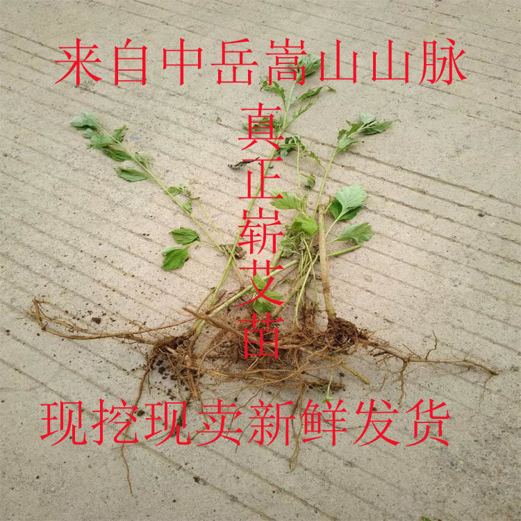 野生大叶艾根艾苗正宗大叶嶄艾草苗种植药用野艾篙种子食用香苗棵