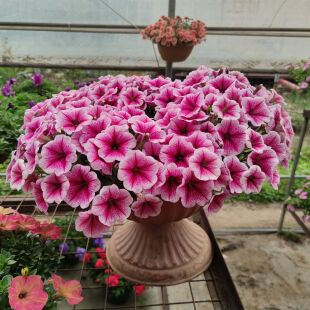 矮牛矮牵牛星空美声冰淡垂吊矮牛开花苗盆栽多色选 包邮