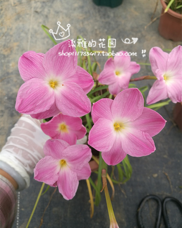 风雨兰粉红豹z. sp. labuffarosa pink panther开花球 满38包邮