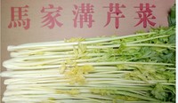 山东青岛平度特产马家沟芹菜酒店用菜