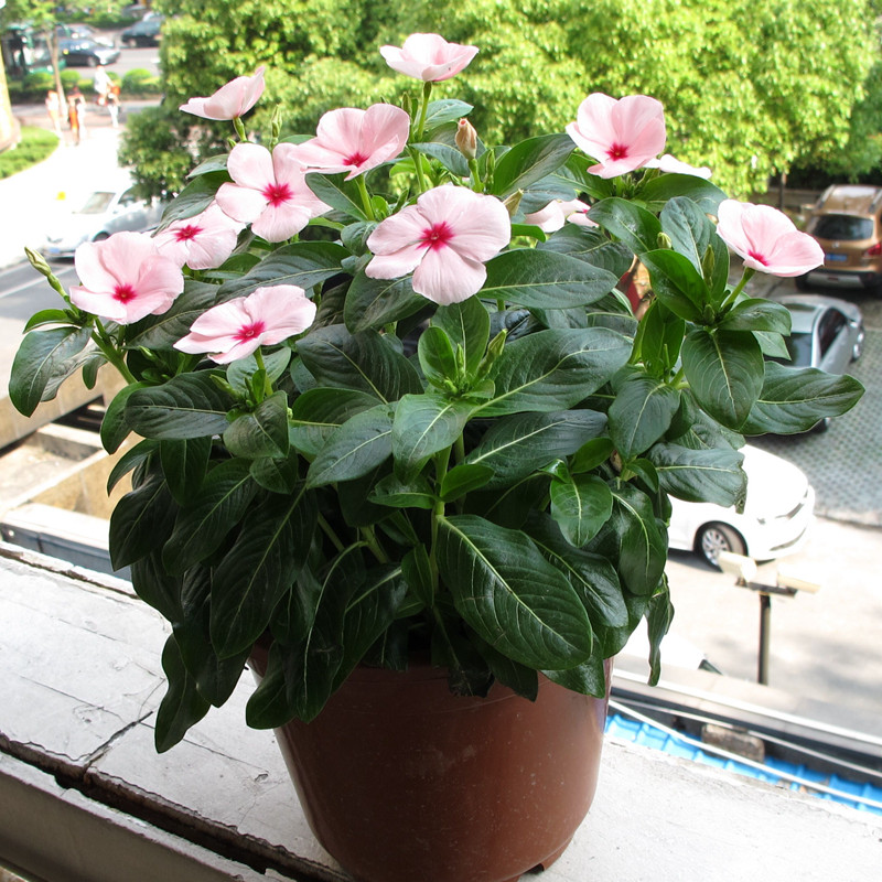 进口长春花种子日日春四季易种活室内阳台盆栽花卉绿植物庭院种籽