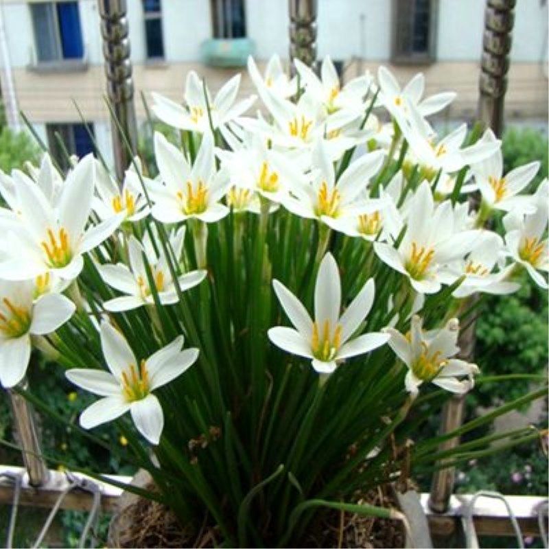 葱兰韭兰风雨兰花苗绿植物盆栽花卉室内观花植物庭院阳台当年开花