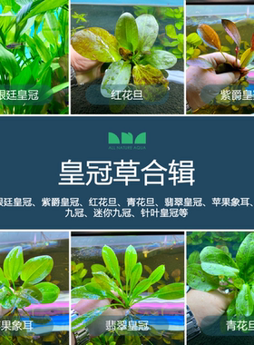 艾伦的水草造景阿根廷紫爵翡翠红花旦青花旦象耳皇冠细叶铁叉叶铁