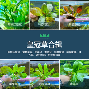 水草造景阿根廷紫爵翡翠红花旦青花旦象耳皇冠细叶铁叉叶铁 艾伦