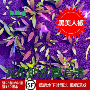 水草造景黑美人椒草双色椒草水下叶五彩缤纷 艾伦 椒草草缸中景