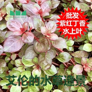 艾伦水草造景紫红丁香玫瑰水上叶批发大棚种植草一手货源自产自销