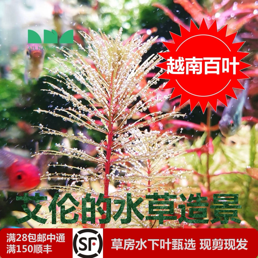 艾伦的水草造景越南百叶水下叶草缸红色粉色黄色系后景草色彩多变