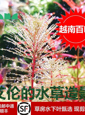 艾伦的水草造景越南百叶水下叶草缸红色粉色黄色系后景草色彩多变