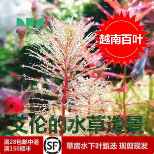水草造景越南百叶水下叶草缸红色粉色黄色系后景草色彩多变 艾伦