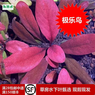 水草造景 艾伦 极乐鸟红宝石发色简单鱼缸中景红色水草活体