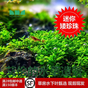 艾伦 大草坪 水草造景 迷你矮珍珠水下叶无菌杯草缸前景绿油油