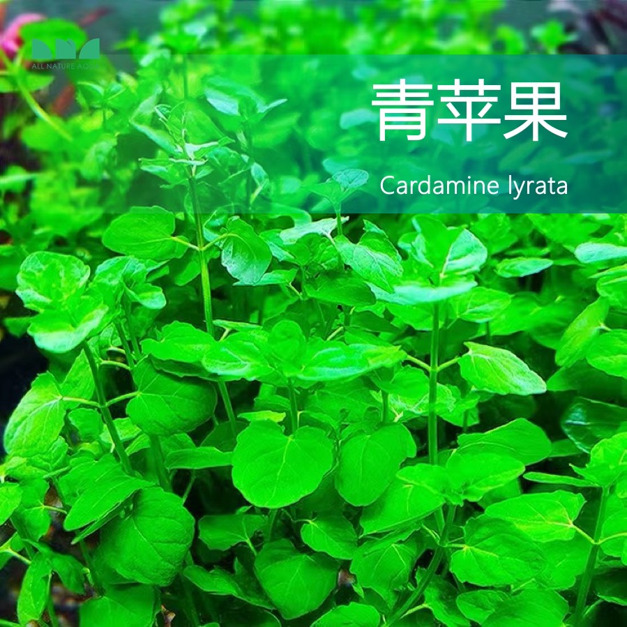 艾伦的水草造景 青苹果 草缸鱼缸中后景绿色有茎草水下叶水草好养