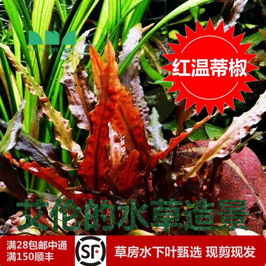 艾伦的水草造景红温蒂椒草草缸中景草遇到中强光就会变红野生原始